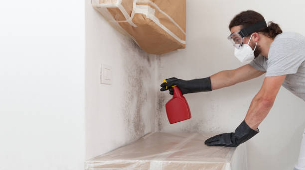 Professional Basement Mold Removal technician working in Grandy, NC