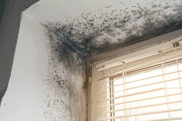 Affordable Basement Mold Removal solutions in Grandy, NC